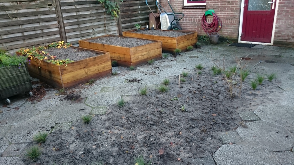 raised beds first plants in the fall