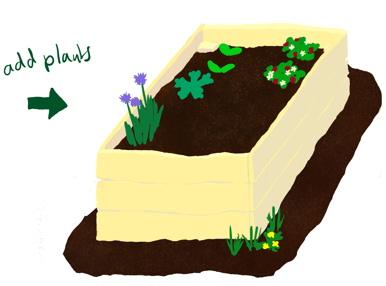 drawing wooden raised bed with soil and plants
